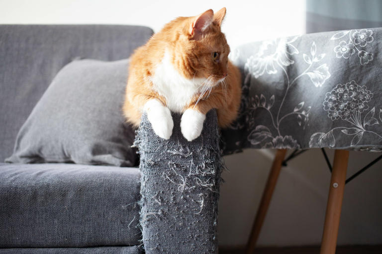 /medias/How-to-Deal-with-Pet-Damage-to-Couches.jpeg?context=bWFzdGVyfGltYWdlc3w2NDI2NXxpbWFnZS9qcGVnfHN5cy1tYXN0ZXIvaW1hZ2VzL2g2YS9oZDEvODg1NDIxMDI0ODczNC9Ib3dfdG9fRGVhbF93aXRoX1BldF9EYW1hZ2VfdG9fQ291Y2hlcy5qcGVnfDAzMTM0YTg0NDRhMzBjMWJiM2UxMWJjMTNlNjIzNWU3OWM5NzllN2VhOGZjNWZlZmZhNGE0YzRkODQ3MjkzMDc